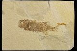 Bargain, Juvenile Phareodus Fish Fossil - Scarce Species #183147-1